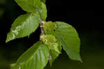 Cherry birch <BR>Sweet birch